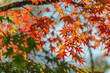 canvas print picture - Rote Ahorn Blaetter im Herbst im Gegenlicht gesehen, Hakone, Japan