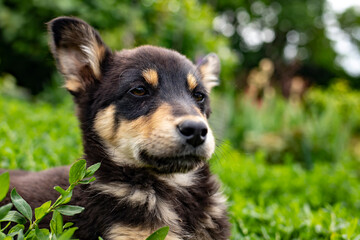 Portrait of a little funny dog lying on green grass. Puppy on grass.