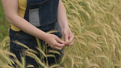 Wall Mural - Female farm worker agronomist examining ripe barley crops