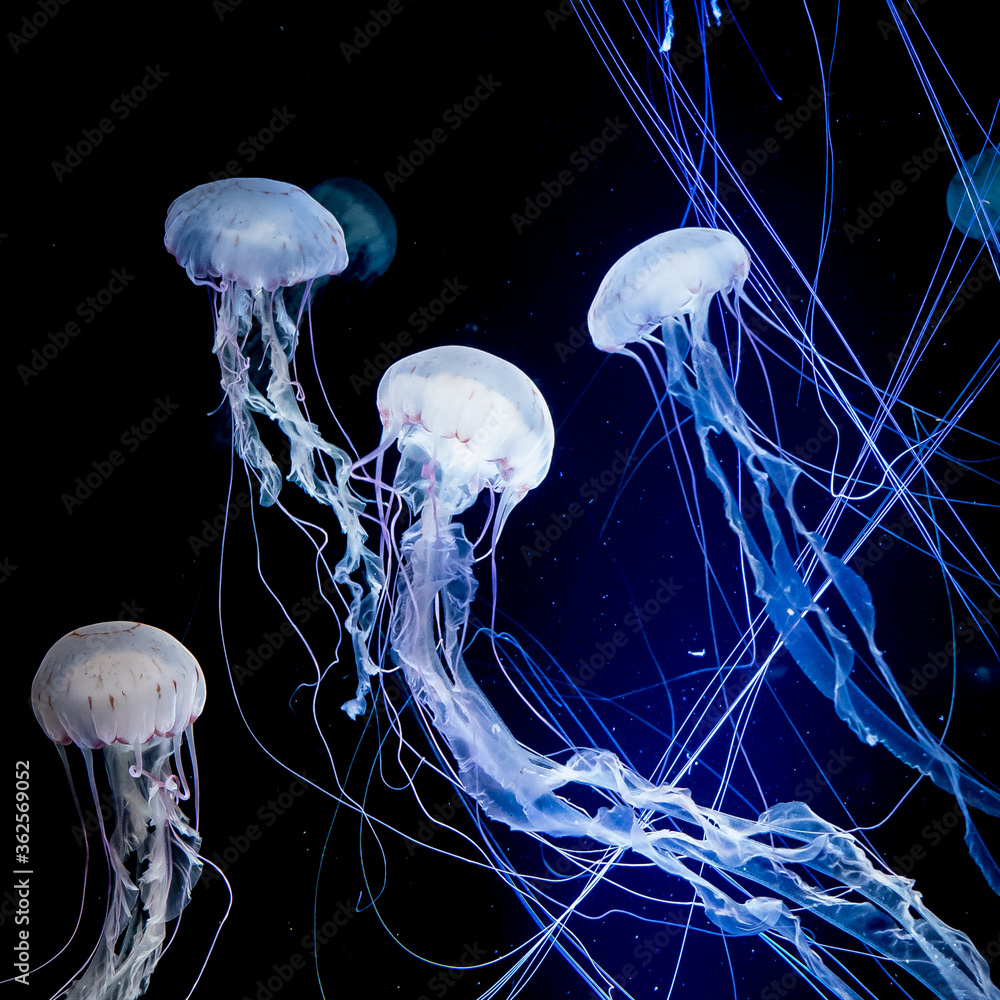 Close-up Of Jellyfish Against Black Background - obrazy, fototapety, plakaty 