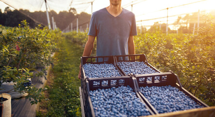 Farmer working and picking blueberries on a organic farm - modern business concept.