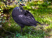 Vulturine Guineafowl On The Ground. Latin Name - Acryllium Vulturinum