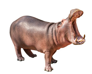 isolated hippopotamus on white background, side view hippopotamus, open mouth.