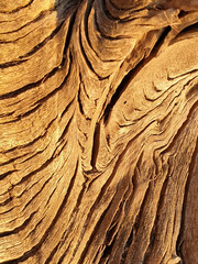 tree bark texture