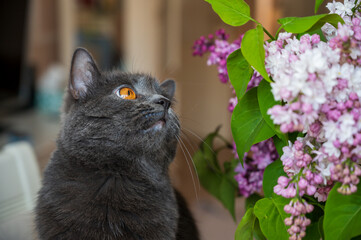 Wall Mural - blooming lilac flowers