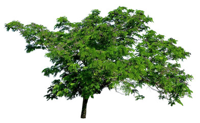 Wall Mural - Tree isolated on white background.