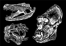 Graphical Set Of Skulls Isolated On Black ,vector Engraved Elements 