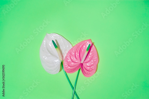 Pink flower in the shape of a heart on a green background.