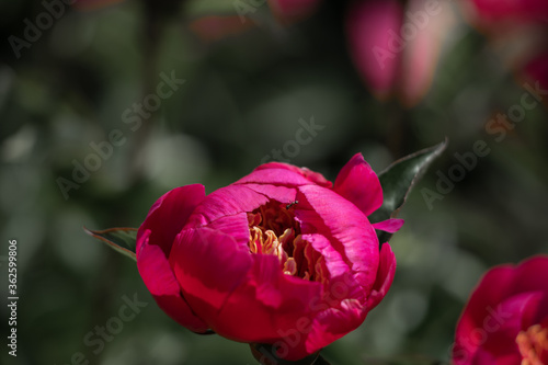 Beautiful pink peonies in the garden.