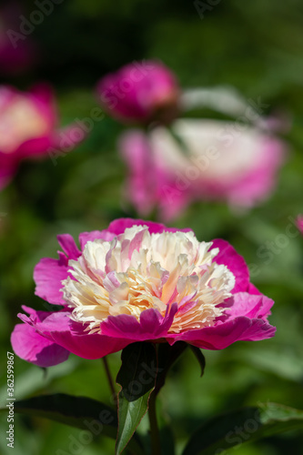 Beautiful pink peonies in the garden.