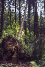 A Tall Pine Tree Bent From The Wind And Laid Bare Its Roots - A Tree Torn From The Root After A Squally Wind
