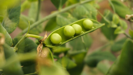 fresh green peas in pods, summer day