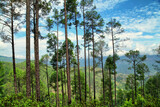 Fototapeta Las - Beautiful view of pine forest at himalaya range, Almora, Ranikhet, Uttarakhand, India.