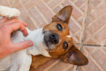 Funny dog jack russell terrier, top view