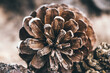 Leinwandbild Motiv Close-up Of Pine Cone