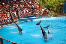 Group Of People On A Dolphin Show