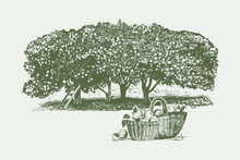 ..Wicker Baskets With Apples On The Background Of The Apple Orchard. Vintage Vector Illustration. Engraving Style..