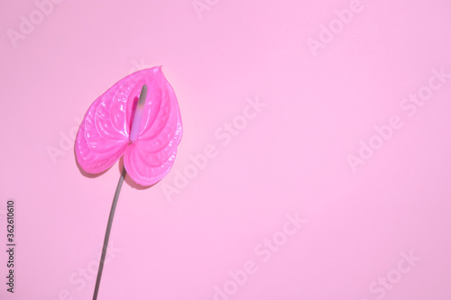 Single beautiful anthurium flower.