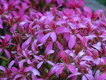 Closeup Of Pink Geraniums