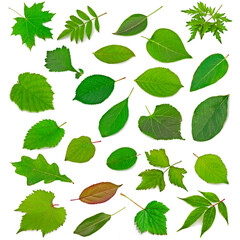Wall Mural - Collection of leaves isolated on a white background.