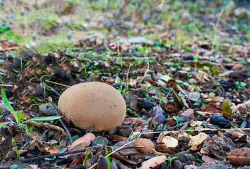 A mushroom growing in the middle of the Spanish meadow.