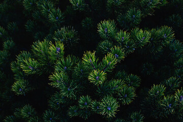  Texture of young green christmas needles on a dark background. Natural wallpaper.