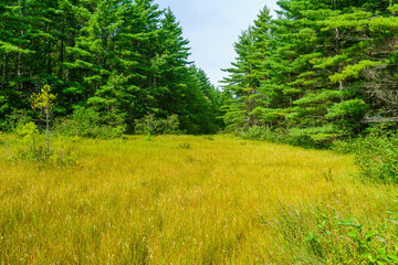 Wall Mural - Trees and forest, in Kejimkujik National Park