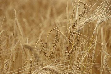 golden ripe wheat on famers field in summer with detail