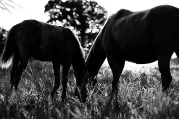 Horses grazing in farm grass close up during summer, horse silhouette in black and white.