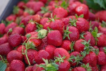 Red fresh strawberries textures. Group of  red  strawberry