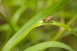 Honeybee Drinking Dew on Grass
