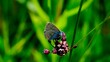Motyl na kwiatku
Dolina Środkowej Wisły
Mazowsze
Polska