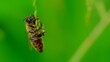 Pszczoła po deszczu
Dolina Środkowej Wisły
Mazowsze
Polska