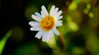 Owady czynią kwiatek uśmiechniętym
Dolina Środkowej Wisły
Mazowsze
Polska