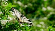 Motyl - Paź żeglarz 
Dolina Środkowej Wisły
Mazowsze
Polska