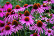 © Iva - Echinacea purpurea flowering coneflowers, group of ornamental medicinal plants in bloom
