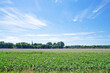 Scenic View Of Agricultural Field Against Sky During Sunny Day