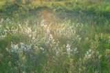 Fototapeta Na ścianę - Blurred. Wild blooming summer meadow in the natural haze of soft lens. Natural background.
