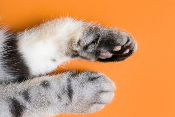 Wall Mural - Paws of a gray cat on an orange background. Top view, minimalism. Cute