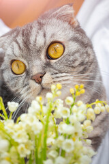 Wall Mural - Portrait of a gray scottish fold cat with yellow eyes. In front of the