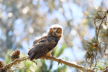 Wall Mural - Great Horned Owl