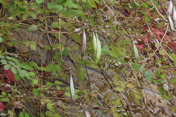 Wall Mural - Green vine on the wall with seed pods in Kansas.