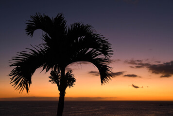 Silhouette of a palm tree against a sunset sky