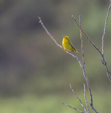 Yellow Warbler Singing For A Mate