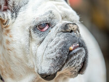 Close Up Of White Bull Dog With Snaggle Tooth.