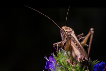 Wall Mural - A grasshopper