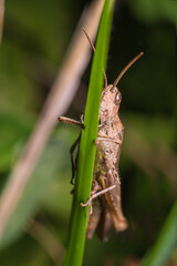 Wall Mural - A grasshopper