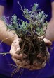 © mjgmedia - Sprig of Lavender held in a male gardeners hand,