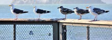 Row Of Seagulls At San Francisco Pier