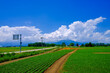 © makieni - 青空と道